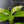 Aglaonema modestum 'Spilt Milk' (wk42-L371)