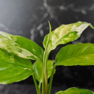 Aglaonema modestum 'Spilt Milk' (wk42-L371)
