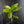Aglaonema modestum 'Spilt Milk' (wk42-L371)
