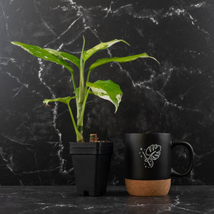 Aglaonema modestum 'Spilt Milk' (wk42-L371)