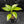 Aglaonema modestum 'Spilt Milk' (wk42-L371)