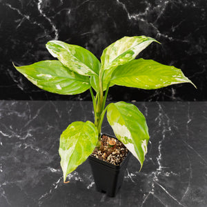 Aglaonema modestum 'Spilt Milk' (wk42-L371)