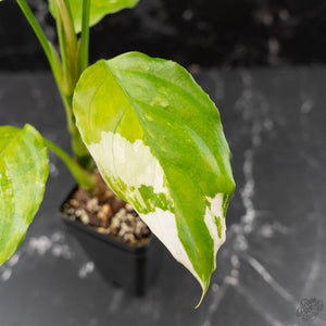 Aglaonema modestum 'Spilt Milk' (wk42-L371)