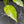 Aglaonema modestum 'Spilt Milk' (wk42-L371)