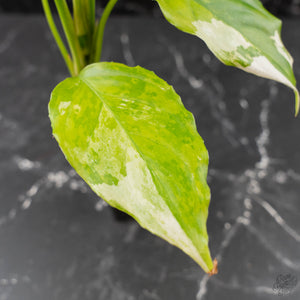 Aglaonema modestum 'Spilt Milk' (wk42-L371)