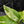 Aglaonema modestum 'Spilt Milk' (wk42-L371)
