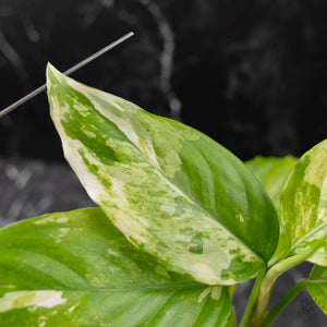 Aglaonema modestum 'Spilt Milk' (wk42-L371)