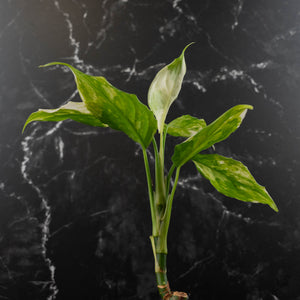 Aglaonema modestum 'Spilt Milk' (wk42-L372)