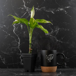 Aglaonema modestum 'Spilt Milk' (wk42-L372)