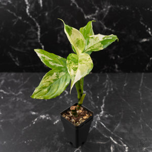 Aglaonema modestum 'Spilt Milk' (wk42-L372)