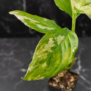 Aglaonema modestum 'Spilt Milk' (wk42-L372)