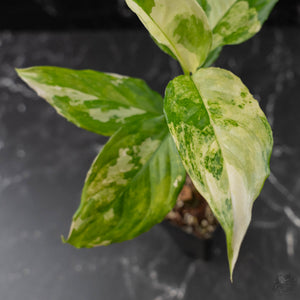 Aglaonema modestum 'Spilt Milk' (wk42-L372)