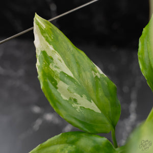 Aglaonema modestum 'Spilt Milk' (wk42-L372)