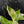 Aglaonema modestum 'Spilt Milk' (wk42-L372)