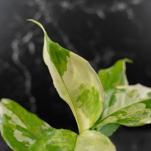 Aglaonema modestum 'Spilt Milk' (wk42-L372)