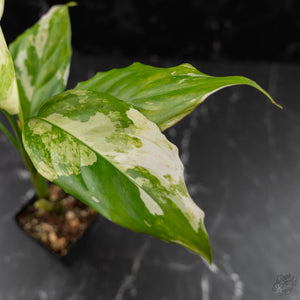 Aglaonema modestum 'Spilt Milk' (wk42-L372)