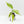 Aglaonema modestum 'Spilt Milk' (wk33-L30)