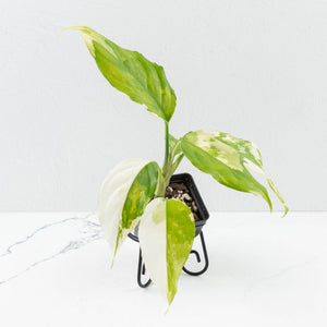 Aglaonema modestum 'Spilt Milk' (wk33-L30)