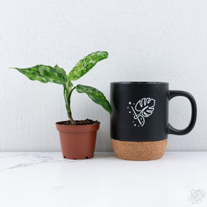 Aglaonema Pictum Tricolor *Grower's choice*