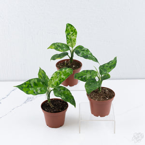 Aglaonema Pictum Tricolor *Grower's choice*