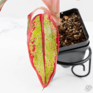 Aglaonema 'Siam Aurora' Variegated (wk26-E)