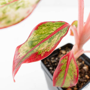 Aglaonema 'Siam Aurora' Variegated (wk26-E)