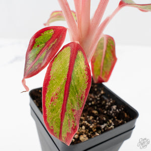Aglaonema 'Siam Aurora' Variegated (wk26-E)