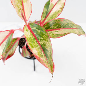Aglaonema 'Siam Aurora' Variegated (wk26-E)