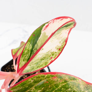 Aglaonema 'Siam Aurora' Variegated (wk26-E)