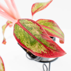 Aglaonema 'Siam Aurora' Variegated (wk34-L44)