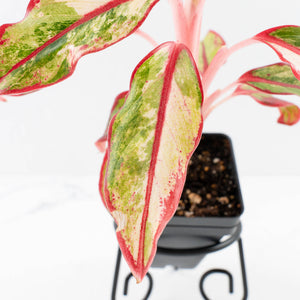 Aglaonema 'Siam Aurora' Variegated (wk34-L44)