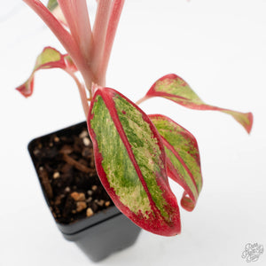 Aglaonema 'Siam Aurora' Variegated (wk41-L44)