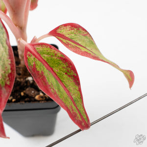 Aglaonema 'Siam Aurora' Variegated (wk41-L44)