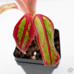 Aglaonema 'Siam Aurora' Variegated (wk41-L44)