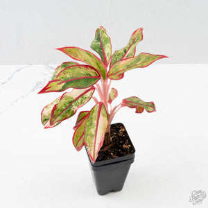 Aglaonema 'Siam Aurora' Variegated (wk41-L44)