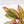 Aglaonema 'Siam Aurora' Variegated (wk41-L44)
