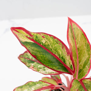 Aglaonema 'Siam Aurora' Variegated (wk41-L44)