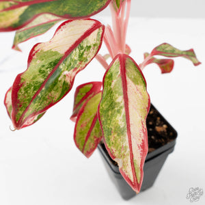 Aglaonema 'Siam Aurora' Variegated (wk41-L44)