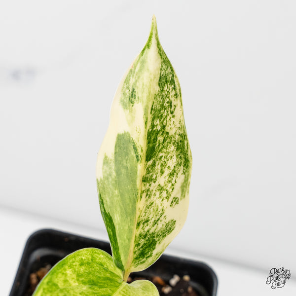 Aglaonema 'Siam Jade' Variegated (wk45-H)