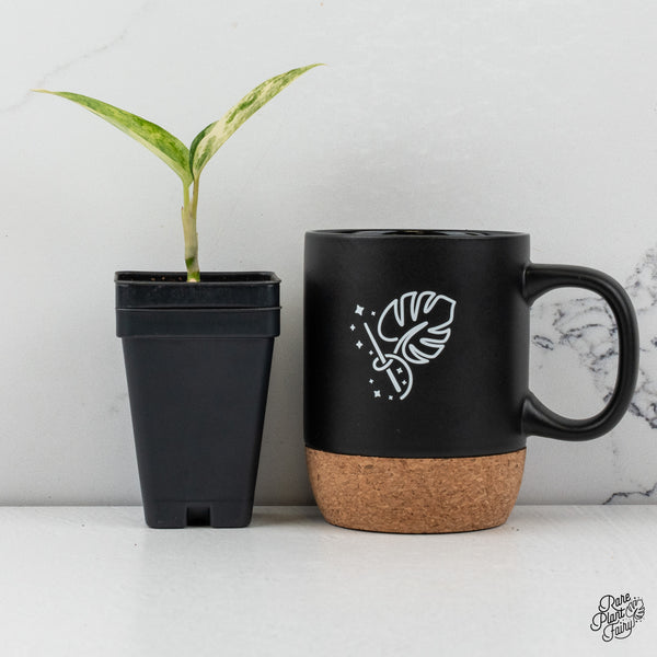 Aglaonema 'Siam Jade' Variegated (wk45-H)