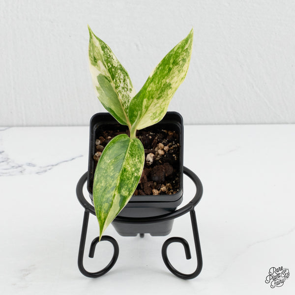 Aglaonema sp. 'Siam Jade' Variegated (wk1-D)