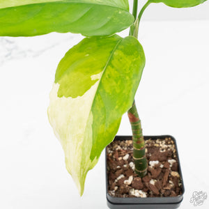 Aglaonema modestum 'Spilt Milk' (wk17-B)