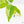 Aglaonema modestum 'Spilt Milk' (wk17-B)