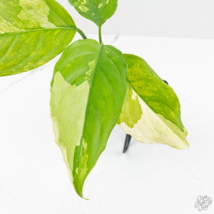 Aglaonema modestum 'Spilt Milk' (wk17-B)