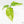 Aglaonema modestum 'Spilt Milk' (wk17-B)