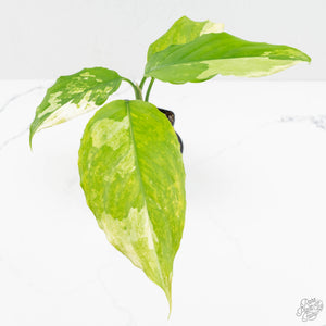 Aglaonema modestum 'Spilt Milk' (wk17-B)