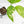 Aglaonema modestum 'Spilt Milk' (wk17-B)