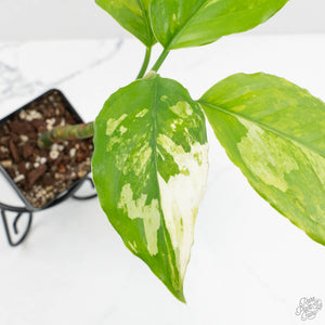 Aglaonema modestum 'Spilt Milk' (wk17-B)