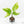 Aglaonema modestum 'Spilt Milk' (wk17-B)