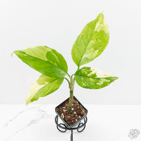 Aglaonema modestum 'Spilt Milk' (wk17-B) – Rare Plant Fairy